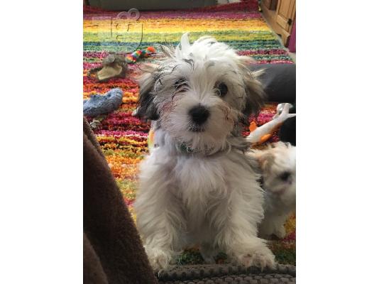 Διαθέσιμα χαριτωμένα κουτάβια Cavachon.